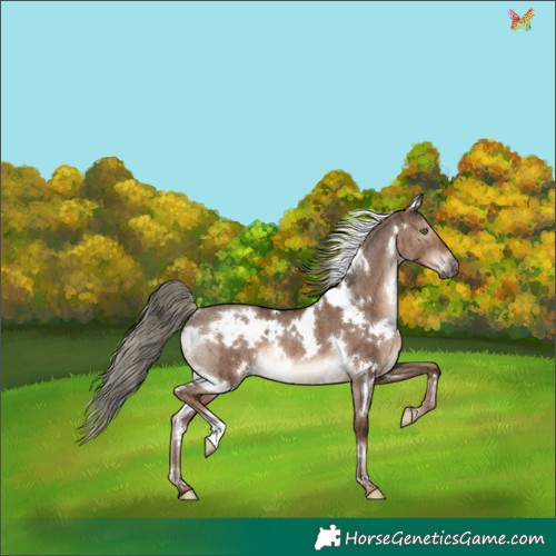 Horse Color:White Spotted Liver Red Dun Mushroom Rabicano Brindle 
