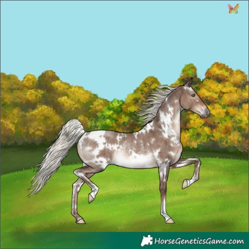 Horse Color:White Spotted Liver Red Dun Mushroom Rabicano Brindle