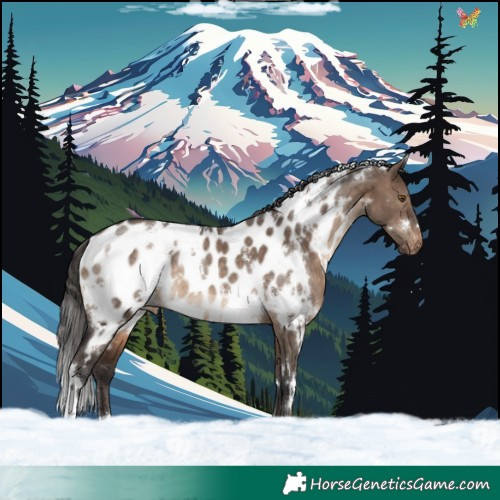 Horse Color:White Spotted Brown Dun Appaloosa Rabicano 