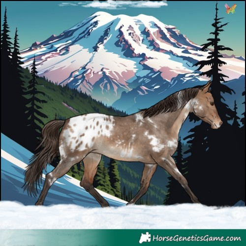Horse Color:White Spotted Bay Dun Blanket Rabicano 
