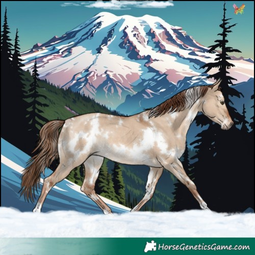 Horse Color:White Spotted Red Dun Rabicano