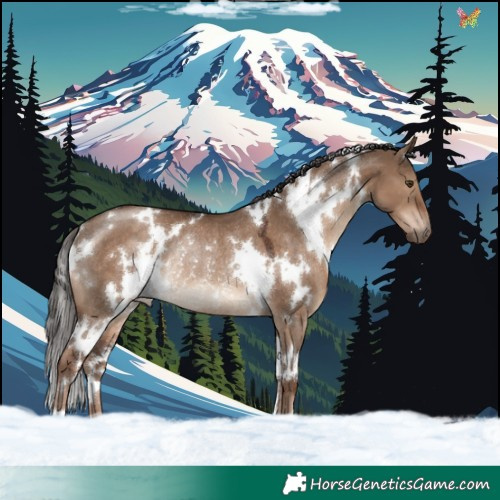 Horse Color:White Spotted Liver Red Dun Rabicano 
