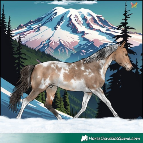 Horse Color:White Spotted Bay Dun Tobiano Rabicano Brindle 