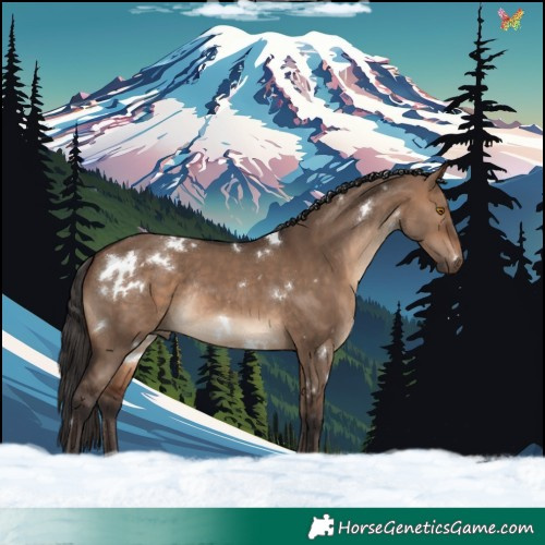 Horse Color:White Spotted Brown Dun Rabicano 