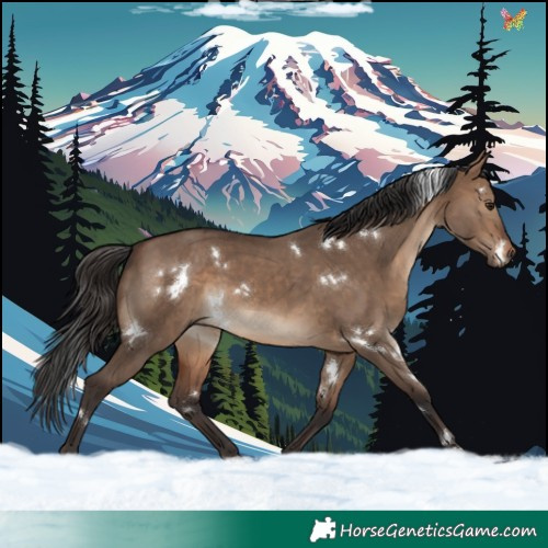 Horse Color:White Spotted Brown Dun Rabicano 