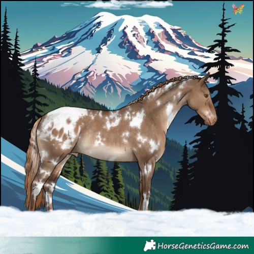 Horse Color:White Spotted Liver Red Dun Appaloosa Rabicano