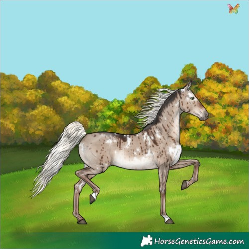 Horse Color:White Spotted Liver Red Dun Mushroom Rabicano Brindle 