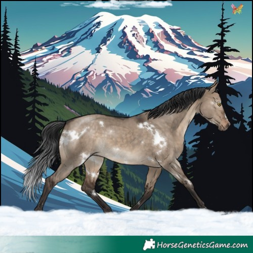 Horse Color:White Spotted Brown Dun Rabicano 