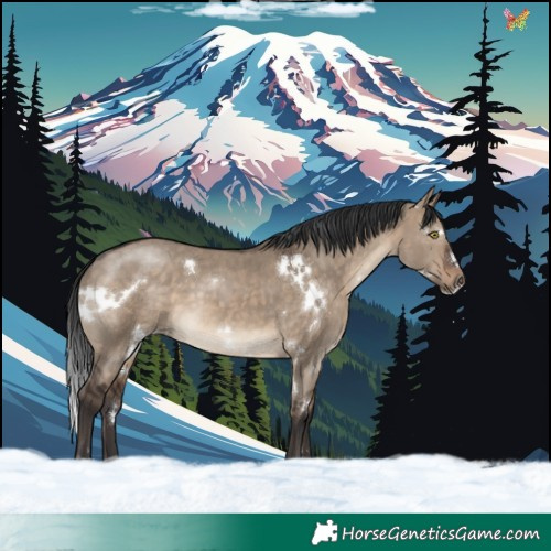 Horse Color:White Spotted Brown Dun Rabicano 