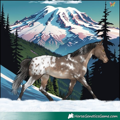 Horse Color:White Spotted Brown Dun Blanket Rabicano 