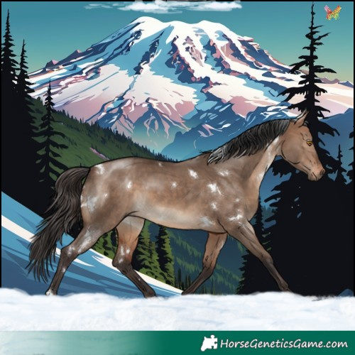 Horse Color:White Spotted Bay Dun Rabicano 