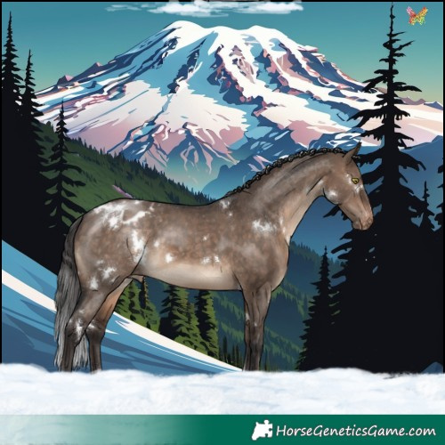 Horse Color:White Spotted Brown Dun Blanket Rabicano 
