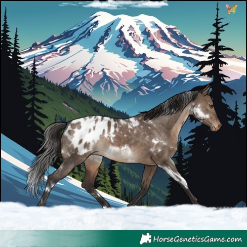 Horse Color:White Spotted Brown Dun Appaloosa Rabicano