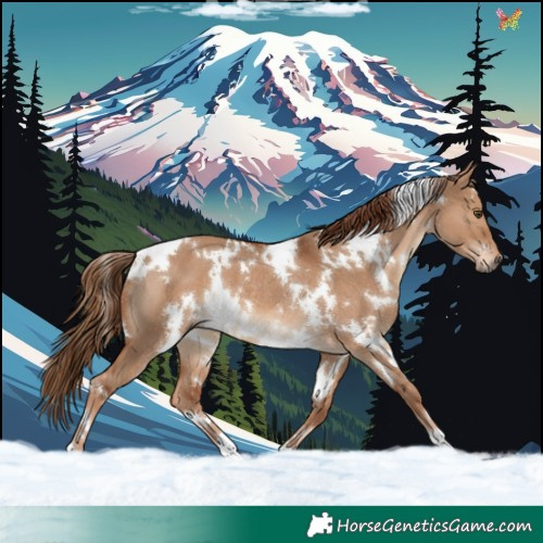 Horse Color:White Spotted Red Dun Rabicano 
