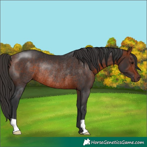 Horse Color:Bay Rabicano 