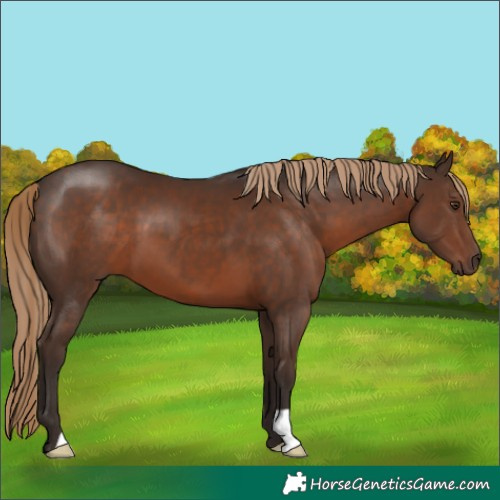 Horse Color:Liver Chestnut 