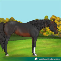 Horse Color:Brown