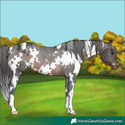 Horse Color:White Spotted Brown Blanket Rabicano 