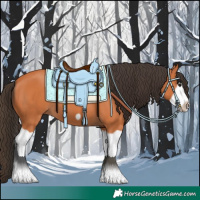 Horse Color:Bay Splash Frame 