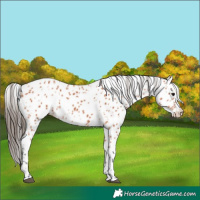 Horse Color:Bay Leopard 