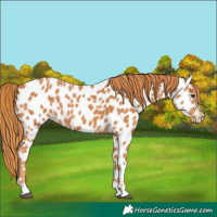 Horse Color:Chestnut Near Leopard