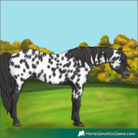 Horse Color:Black Near Leopard 