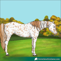 Horse Color:Chestnut Near Leopard