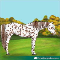 Horse Color:Chestnut Leopard