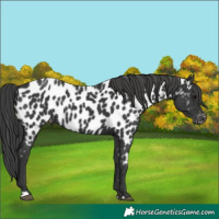 Horse Color:Black Near Leopard 