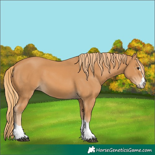 Horse Color:Chestnut 