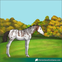 Horse Color:Bay Sabino Splash Blanket