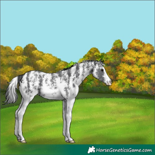 Horse Color:Black Sabino 