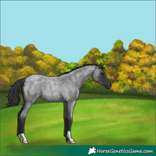 Horse Color:Blue Roan 