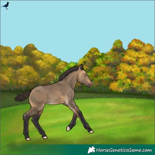Horse Color:Buckskin Dun