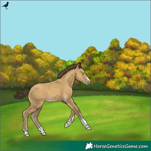 Horse Color:Classic Cream Champagne Dun