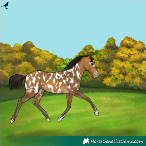 Horse Color:Gray Amber Cream Champagne Near Leopard Rabicano