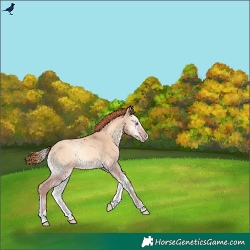 Horse Color:Gold Champagne Onyx