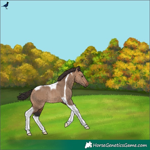 Horse Color:Bay Dun Tobiano Rabicano