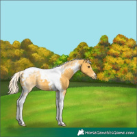 Horse Color:Palomino Tobiano