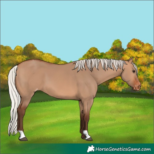 Horse Color:Unknown 