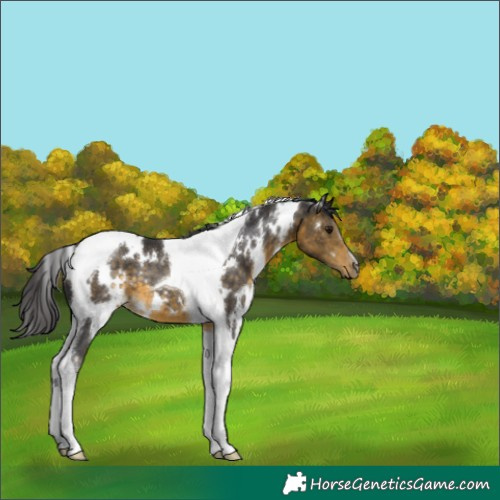 Horse Color:White Spotted Buckskin Tobiano