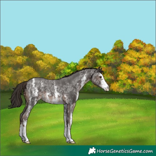 Horse Color:Liver Chestnut Ice Sabino