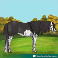 Horse Color:Smoky Black and Smoky Black Splash
