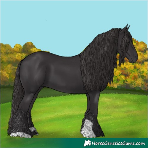 Horse Color:Smoky Black and Smoky Black