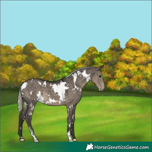 Horse Color:White Spotted Silver Smoky Grullo 