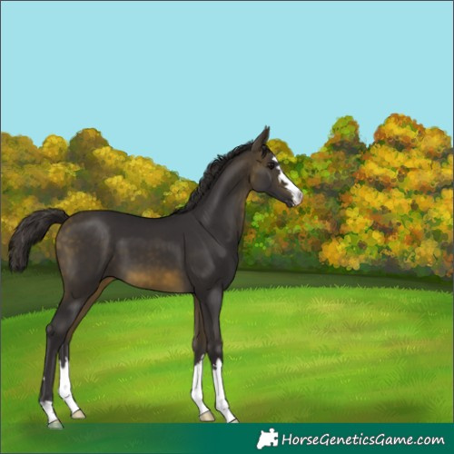 Horse Color:Buckskin 