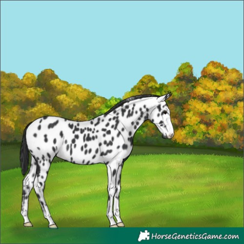 Horse Color:Black Appaloosa 