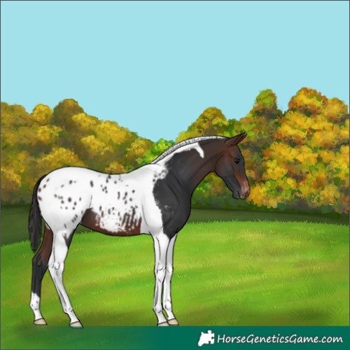 Horse Color:Brown Tobiano Appaloosa 