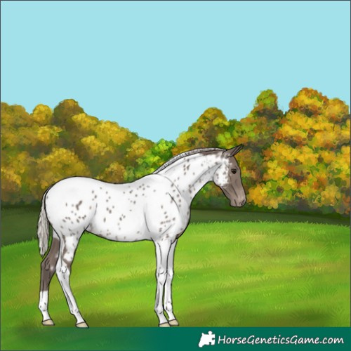Horse Color:Silver Black Tobiano Appaloosa 