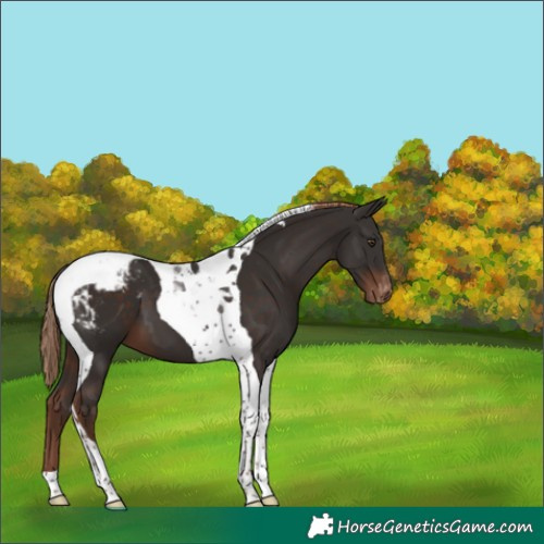 Horse Color:Liver Chestnut Tobiano Appaloosa